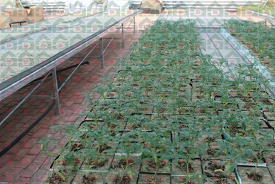 ʢ���r�Îr�ތ����،���