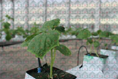 ʢ���r�Îr�ތ����،���