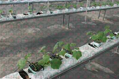 ʢ���r�Îr�ތ����،���