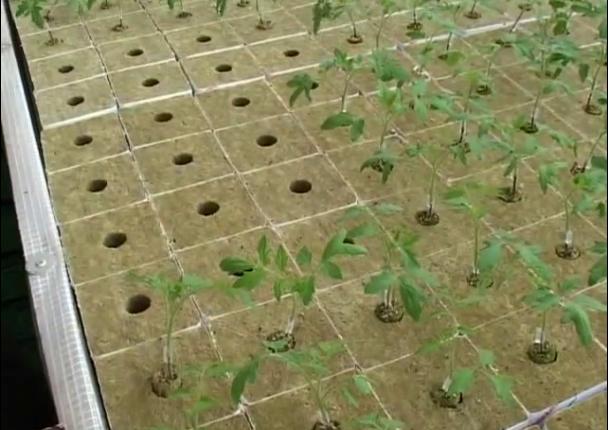 �r(n��ng)�Îr�ޑ�(y��ng)��