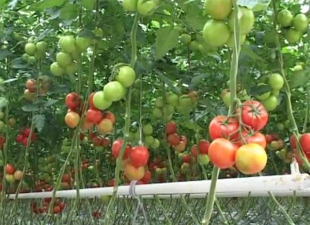 �r(n��ng)�Îr�ޑ�(y��ng)��