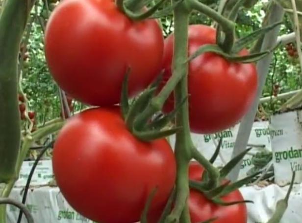 �r(n��ng)�Îr�ޑ�(y��ng)��