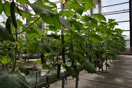 ʢ���r�Îr��