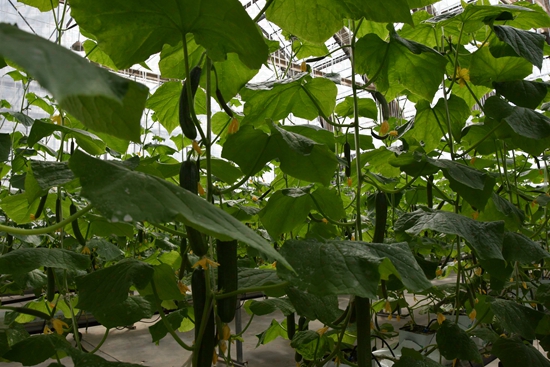 ʢ���r�Îr��