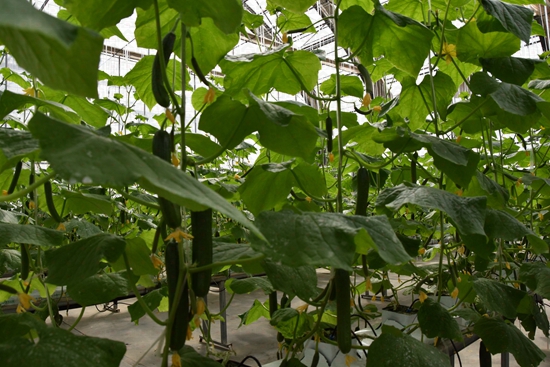 ʢ���r�Îr��